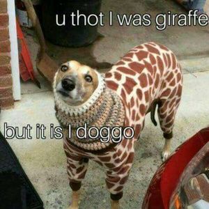 Meet your Posher, Gary